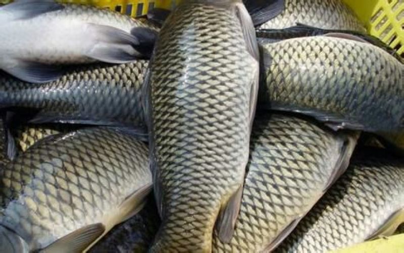 鲤鱼食用2~3公斤