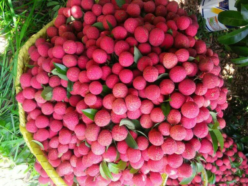 禾荔（淮枝）10万斤六月底可选收，七月上旬可大收