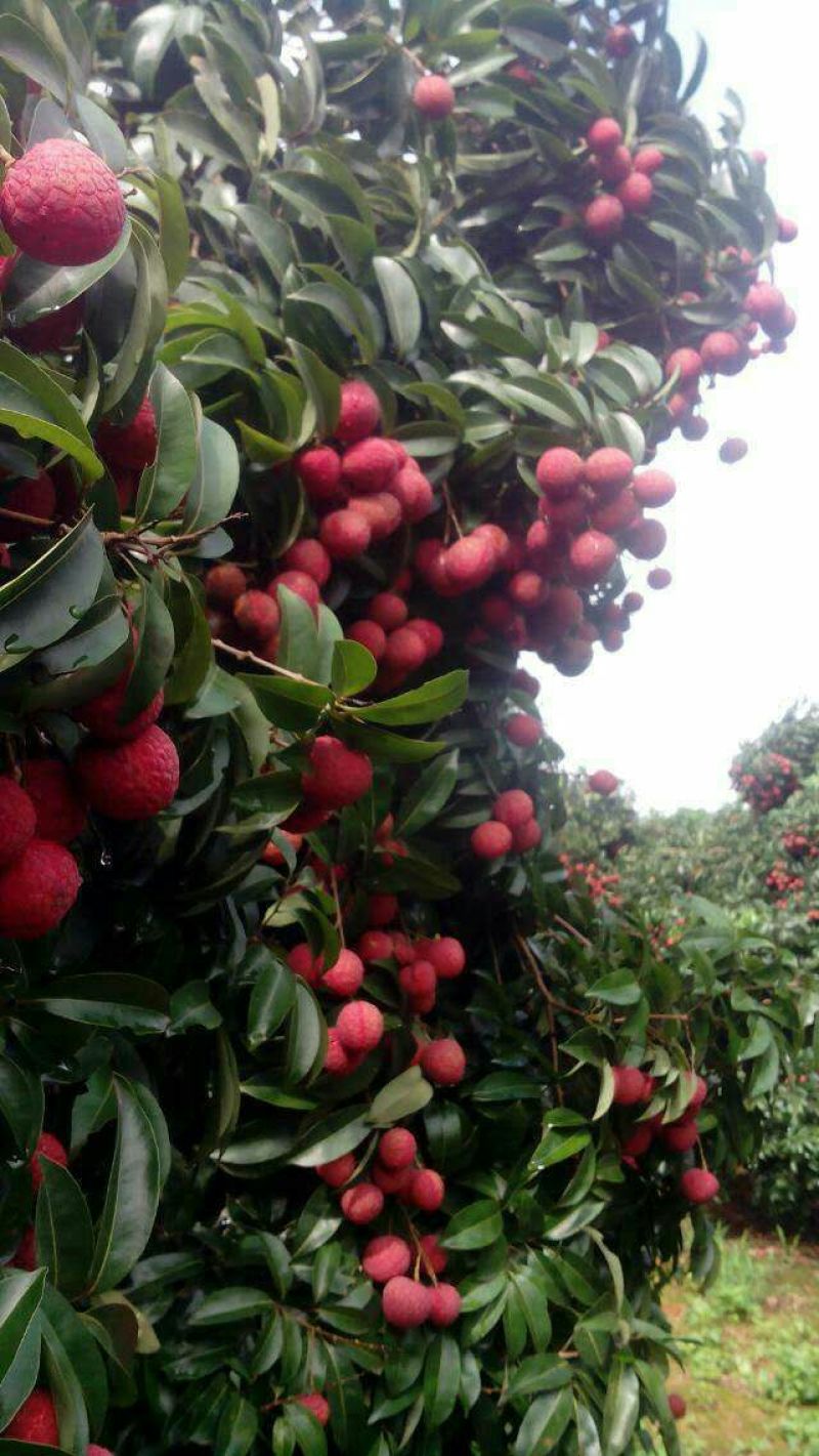 禾荔（淮枝）10万斤六月底可选收，七月上旬可大收