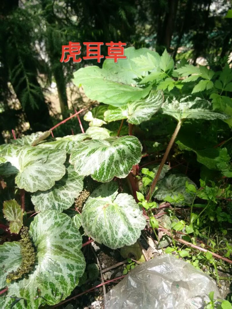 虎耳草全草