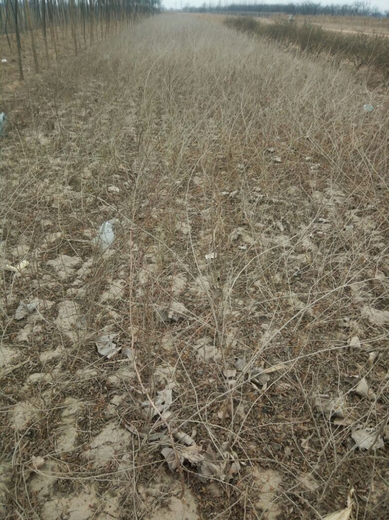 枸杞树6~8cm4~6cm0.5~1m