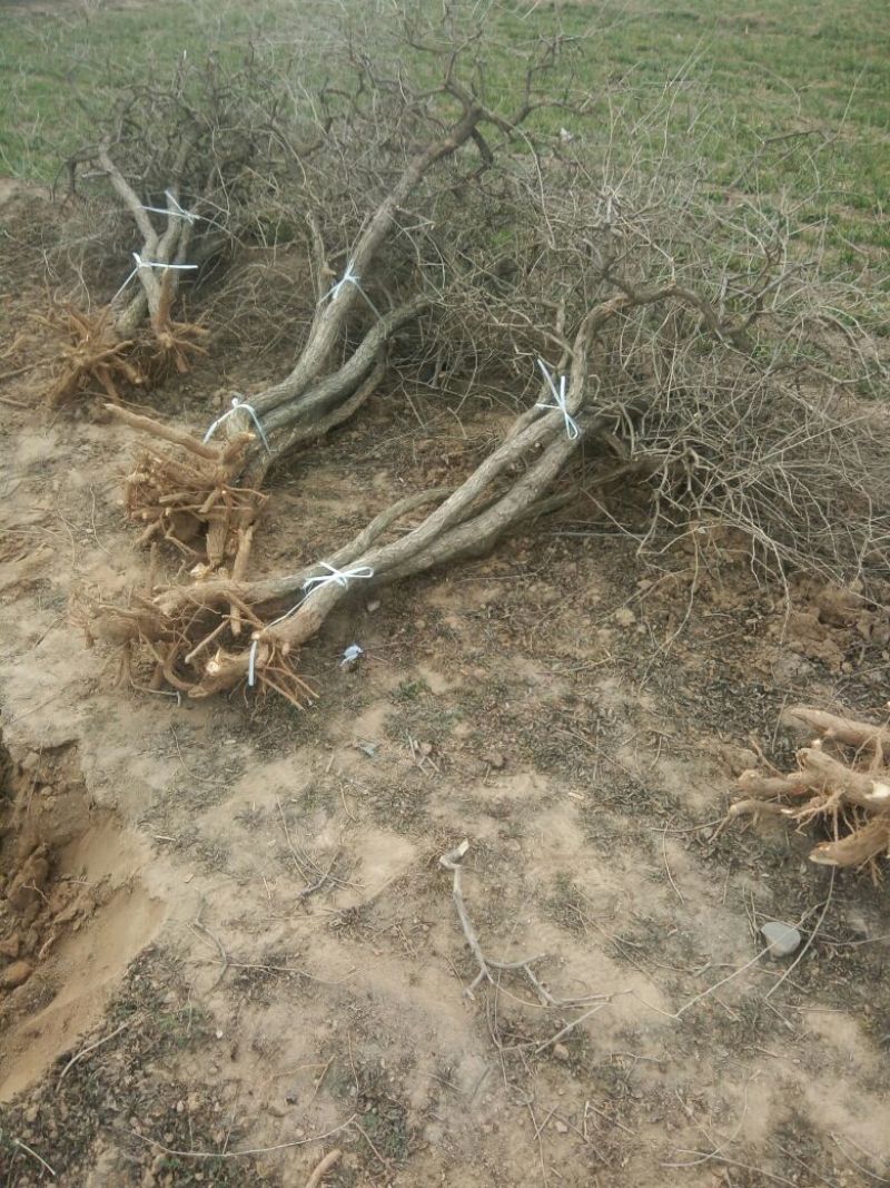 枸杞树6~8cm4~6cm0.5~1m
