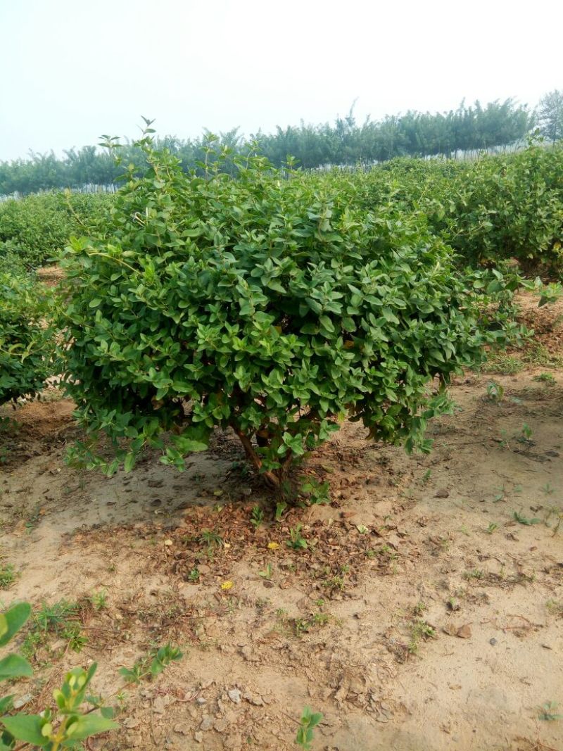 四季金银花树苗