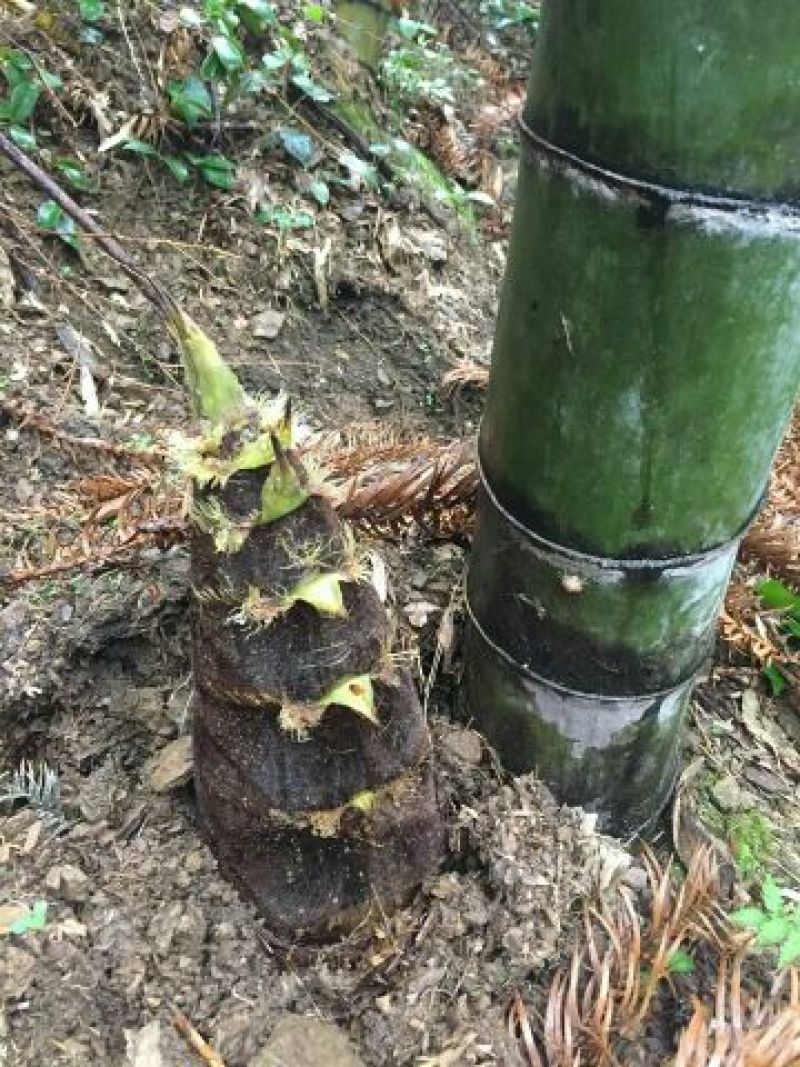 水煮笋干淡笋干