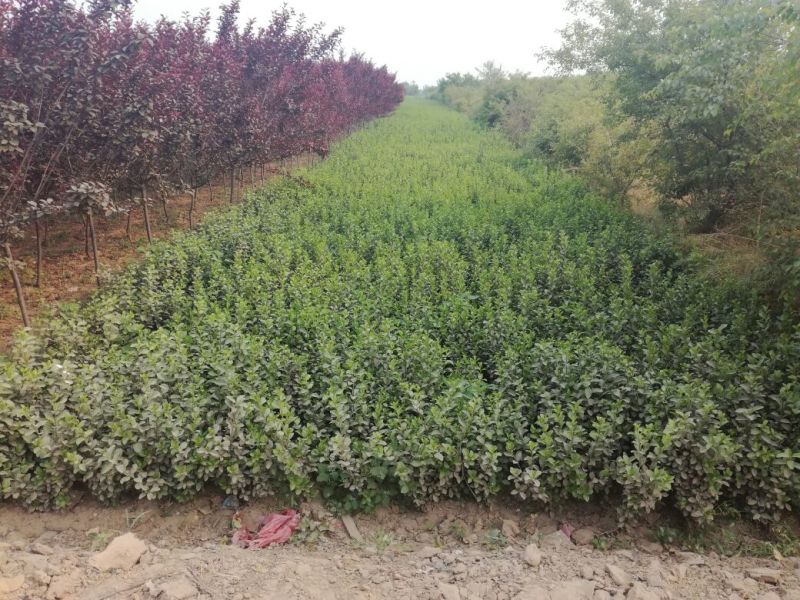 卫矛2cm以下4cm以下0.5~1米
