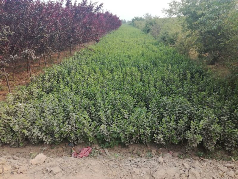 卫矛2cm以下4cm以下0.5~1米