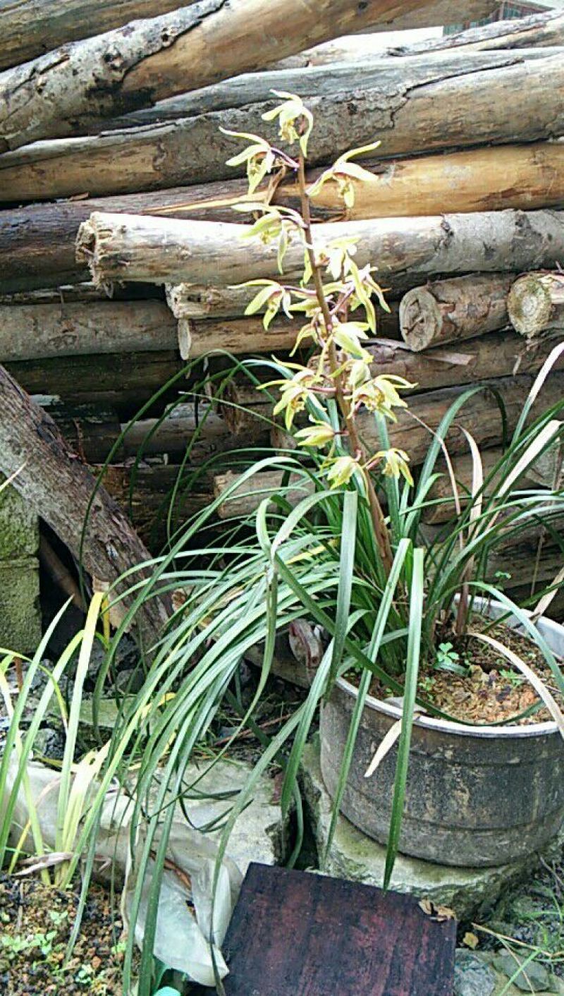 各种兰花虾脊兰春兰惠兰独花兰扇脉芍兰扁竹兰苗