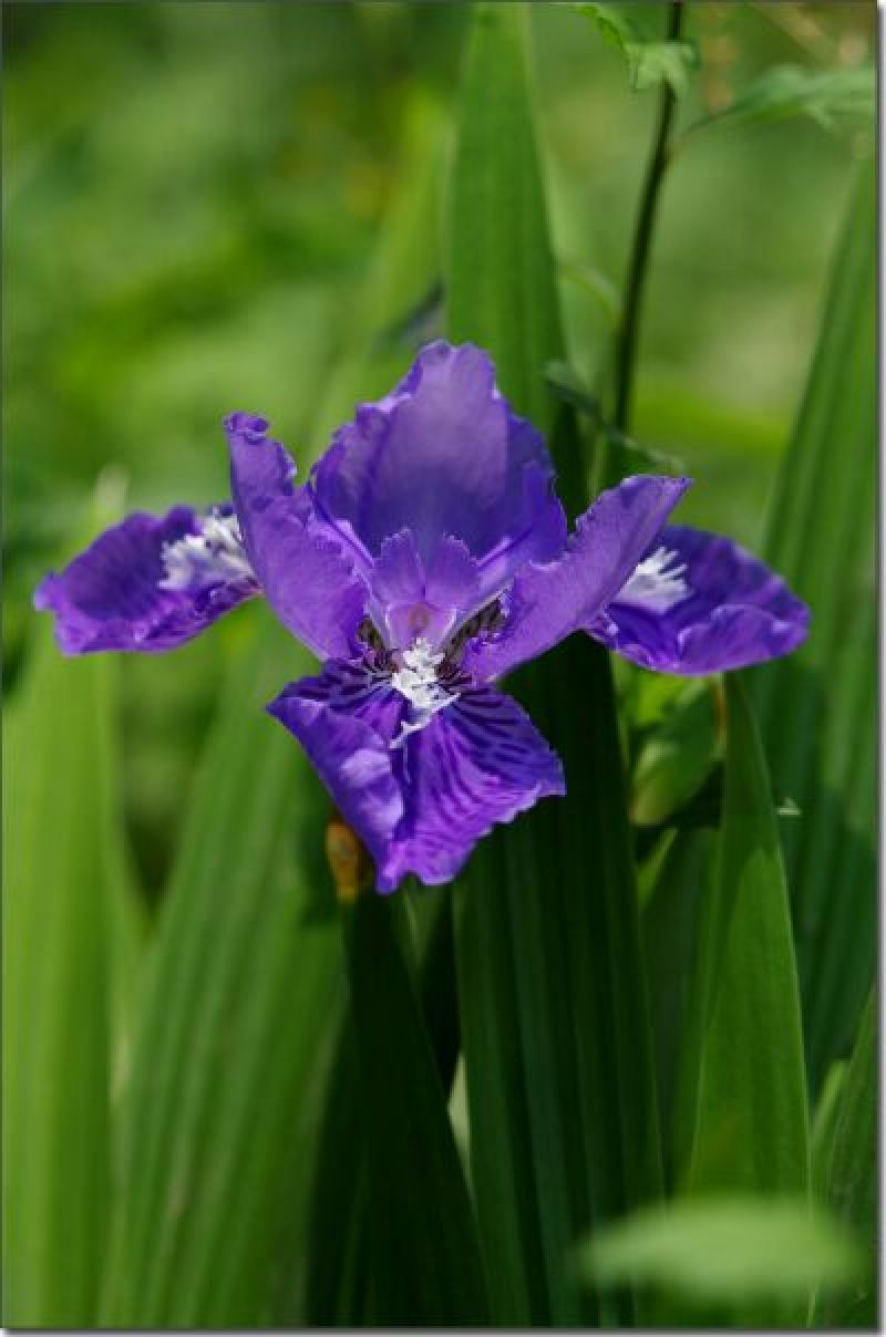 各种兰花虾脊兰春兰惠兰独花兰扇脉芍兰扁竹兰苗