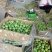 四川宜宾半边红李子大量上市．一手货源品质保证．诚信为本友
