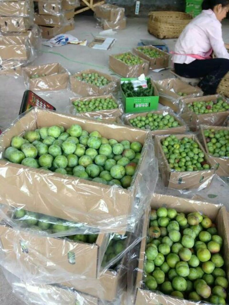 四川宜宾半边红李子大量上市．一手货源品质保证．诚信为本友
