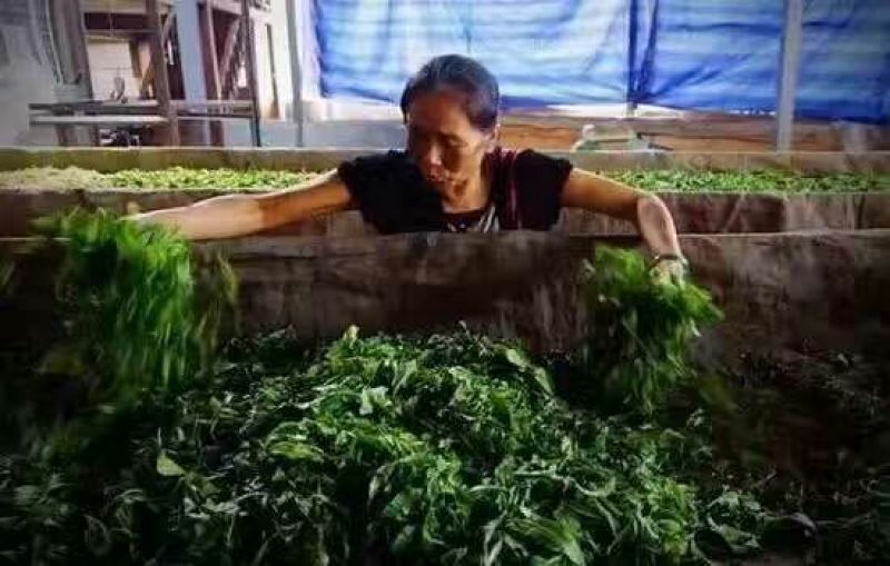 普洱茶一级