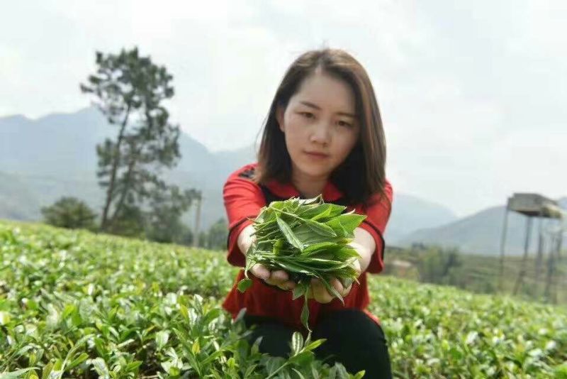 普洱茶一级