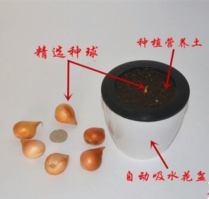 郁金香新上市进口种球颜色全