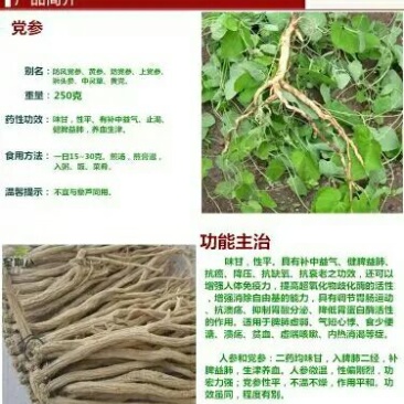 恩施板桥党参自家种植板桥党参种苗种子干货