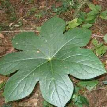 野生八角莲苗山荷叶金魁莲旱八角江边一碗水绿植