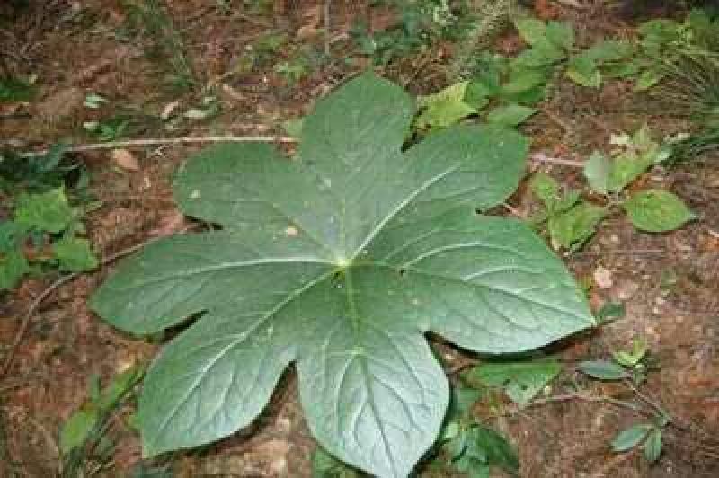 野生八角莲苗山荷叶金魁莲旱八角江边一碗水绿植