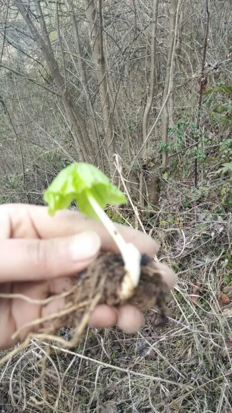 野生八角莲苗山荷叶金魁莲旱八角江边一碗水绿植