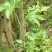野生八角莲苗山荷叶金魁莲旱八角江边一碗水绿植