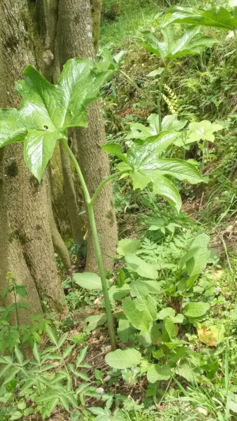 野生八角莲苗山荷叶金魁莲旱八角江边一碗水绿植