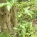 野生八角莲苗山荷叶金魁莲旱八角江边一碗水绿植