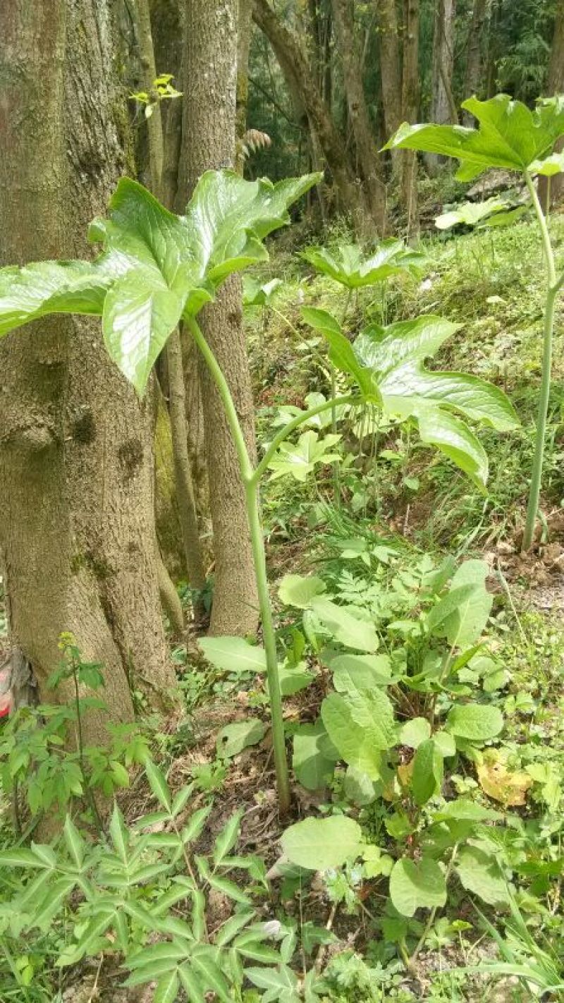 野生八角莲苗山荷叶金魁莲旱八角江边一碗水绿植