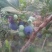 蓝莓鲜果12~14mm以上