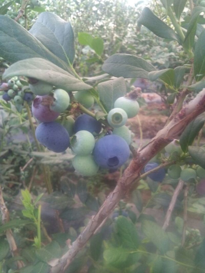 蓝莓鲜果12~14mm以上