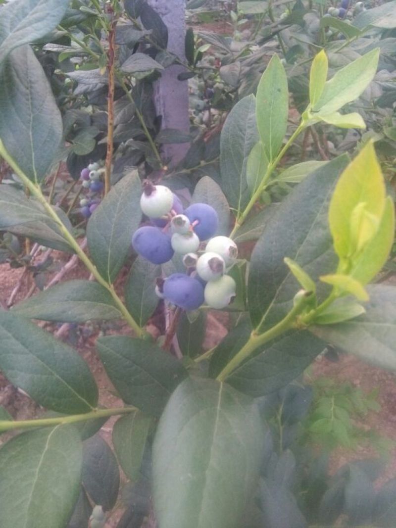 蓝莓鲜果12~14mm以上