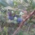 蓝莓鲜果12~14mm以上