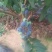 蓝莓鲜果12~14mm以上