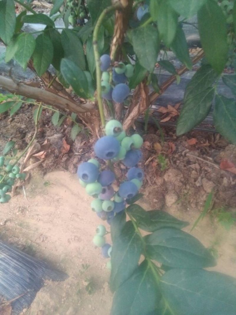蓝莓鲜果12~14mm以上