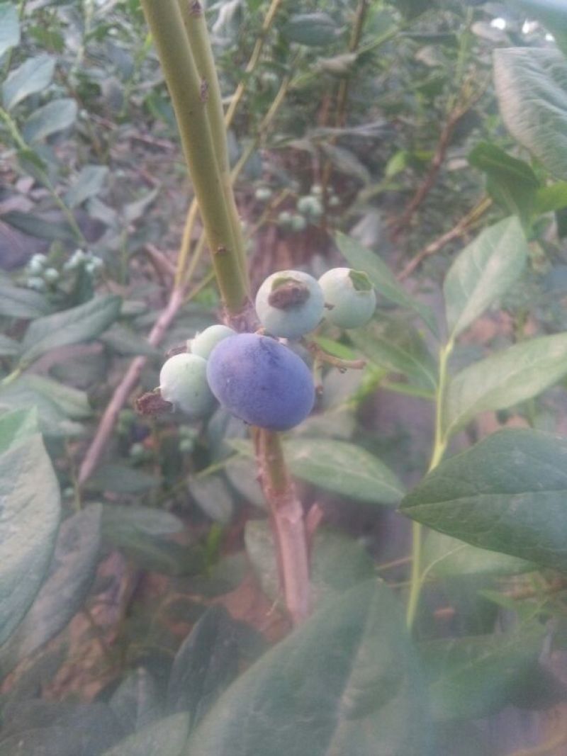 蓝莓鲜果12~14mm以上