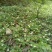恩施大山野生白地种苗白泡儿种苗草莓莓白树莓种苗地泡