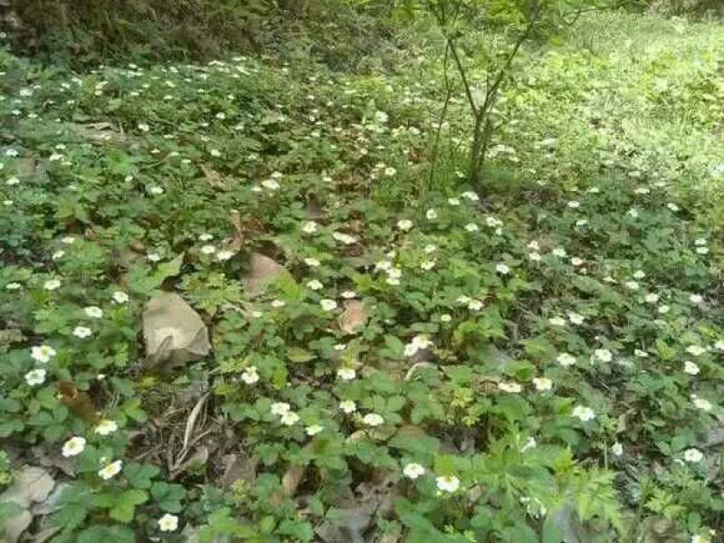 恩施大山野生白地种苗白泡儿种苗草莓莓白树莓种苗地泡