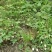 恩施大山野生白地种苗白泡儿种苗草莓莓白树莓种苗地泡