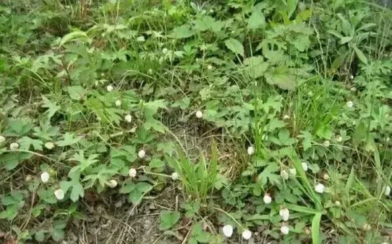 恩施大山野生白地种苗白泡儿种苗草莓莓白树莓种苗地泡