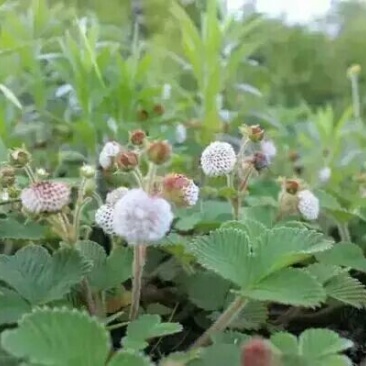 恩施大山野生白地种苗白泡儿种苗草莓莓白树莓种苗地泡