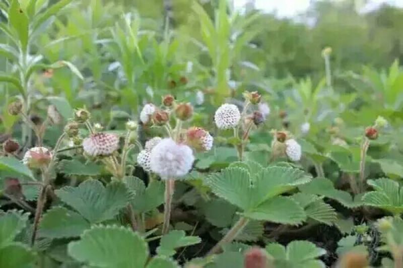恩施大山野生白地种苗白泡儿种苗草莓莓白树莓种苗地泡