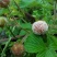 恩施大山野生白地种苗白泡儿种苗草莓莓白树莓种苗地泡