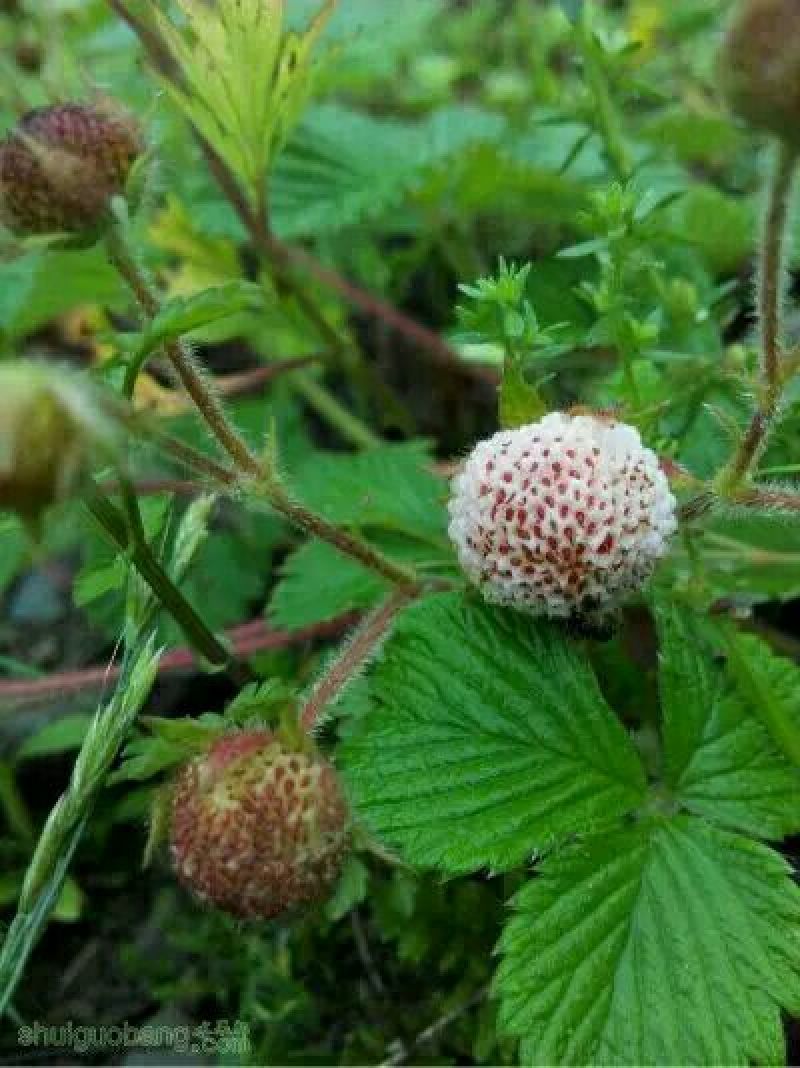 恩施大山野生白地种苗白泡儿种苗草莓莓白树莓种苗地泡