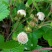 恩施大山野生白地种苗白泡儿种苗草莓莓白树莓种苗地泡