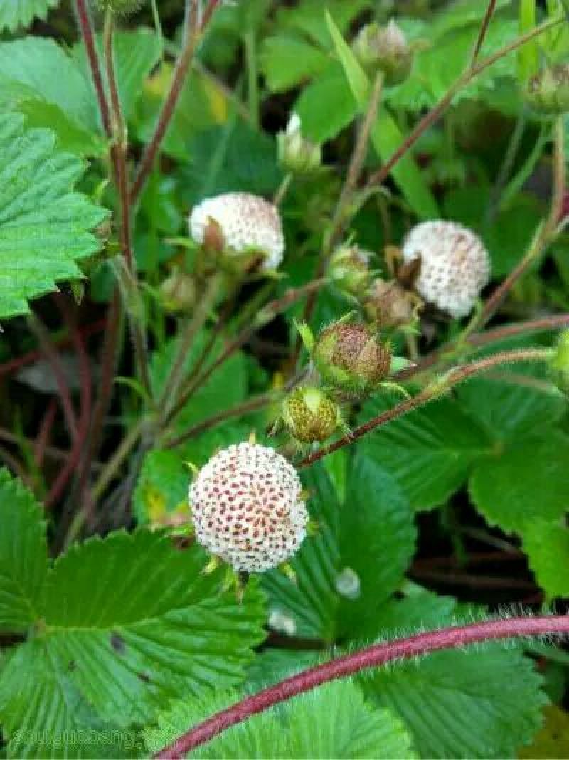 恩施大山野生白地种苗白泡儿种苗草莓莓白树莓种苗地泡