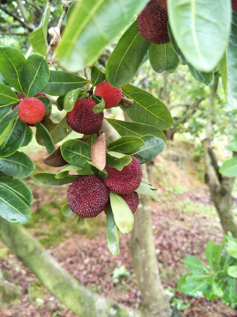 杨梅3~4cm