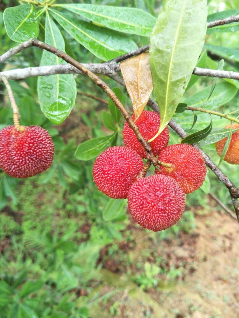 杨梅3~4cm