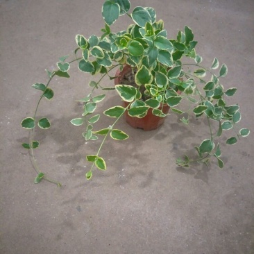 吊兰花叶曼