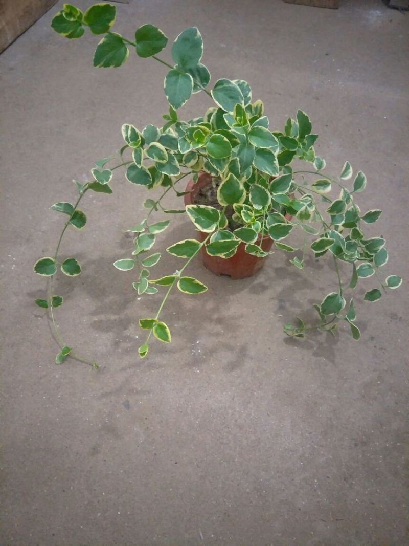 吊兰花叶曼