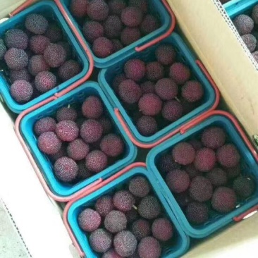 龙海杨梅