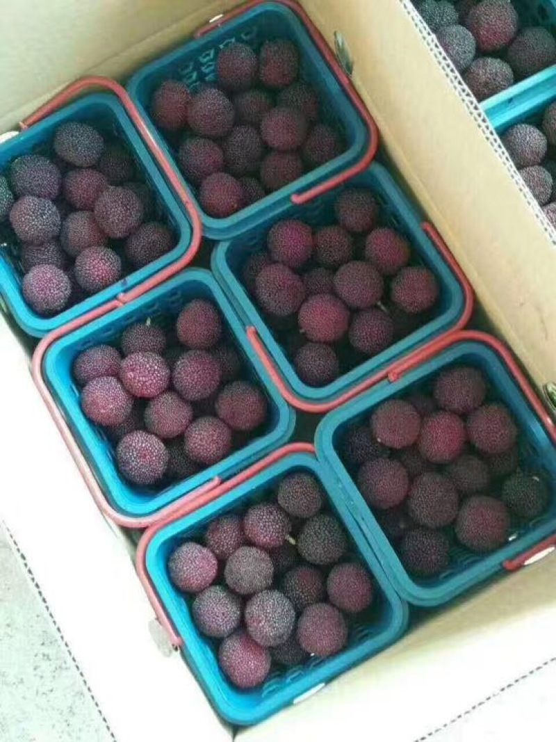 龙海杨梅