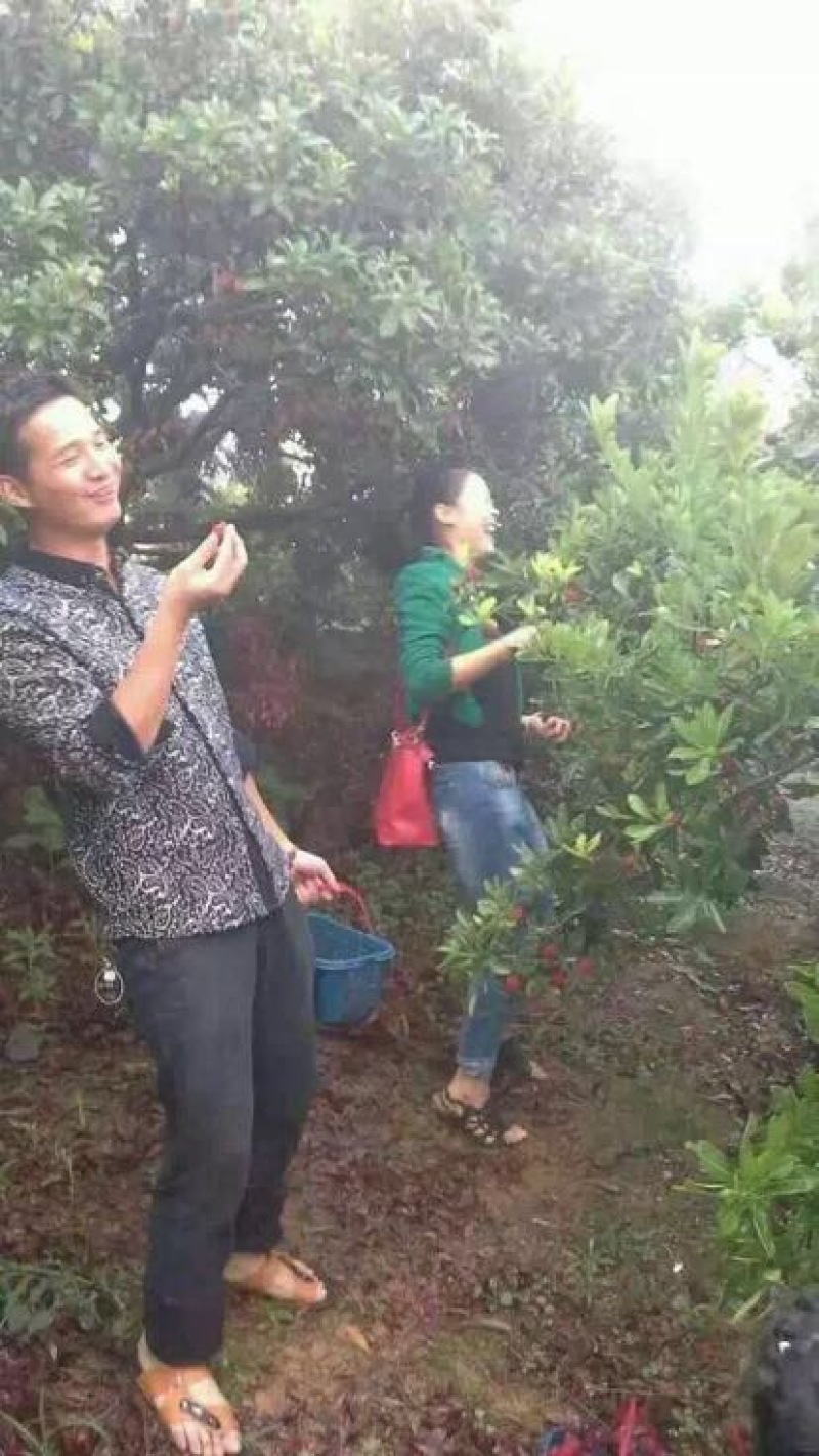 龙海杨梅