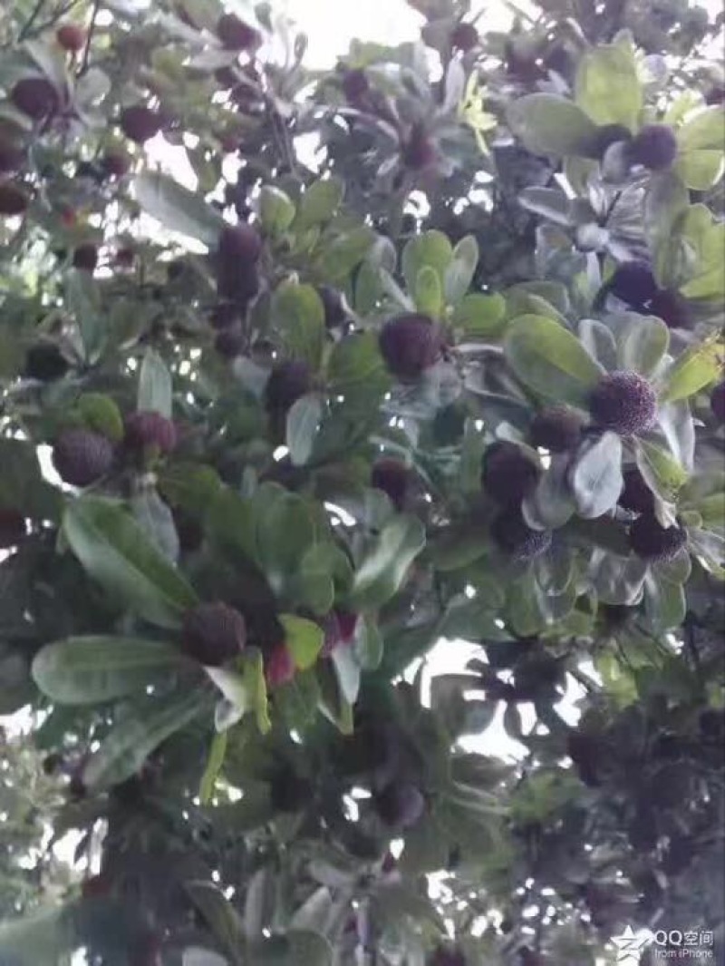 龙海杨梅